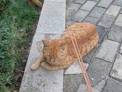 -高旻寺