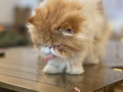-Cappucimeow猫咪咖啡馆(韦伯时代店)