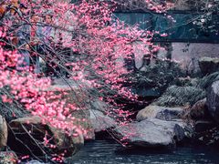 -杭州植物园