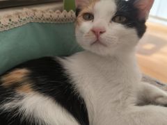 -瑞派·关忠动物医院·猫专科·犬专科(三环新城店)