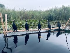 -白洋淀景区