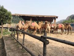 -古柏渡飞黄旅游区