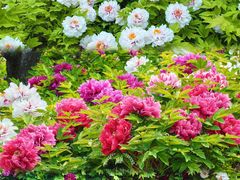 -莲花池公园