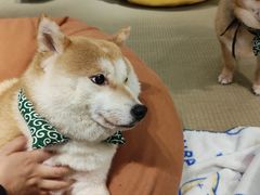 -逗柴咖啡屋·狗咖猫咖宠物桌游