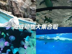 -珠海长隆海洋王国