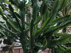 -北京植物园-展览温室