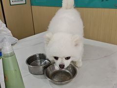 -瑞派蒂凯宠物医院·免疫点·宠保定点