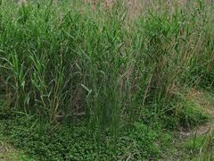 -艾溪湖湿地公园