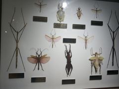 -上海昆虫博物馆
