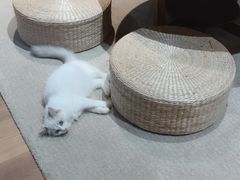 -瞄一喵猫咖(格力海岸店)