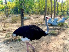 -大连森林动物园