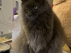 -平行世界·猫咖(首经贸店)