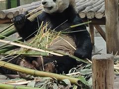 -栾川竹海野生动物园