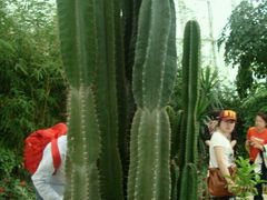 植物-沈阳植物园