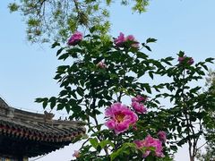 -颐和园