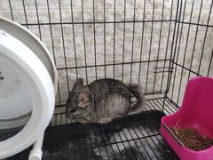-平行世界·猫咖(首经贸店)