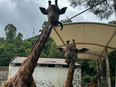 -泉州海丝野生动物世界