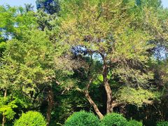 -长春市南湖公园