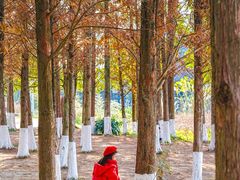 -白鹭湾湿地公园