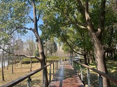 -昆山城市生态森林公园