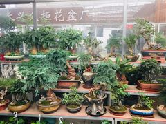 -龙大花卉苗木市场