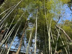 -上海佘山国家森林公园西佘山园