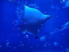 -烟台海昌鲸鲨海洋公园