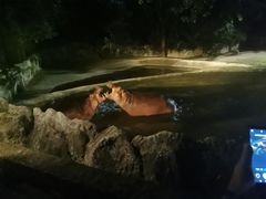 -清迈夜间动物园