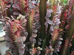 -金陵花卉交易市场