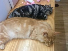 -李小姐の猫咖啡馆(五角场店)