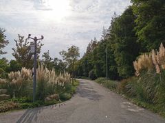 -上海长兴岛郊野公园