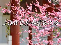 -顾村公园