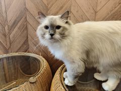 -MOCHA明星猫咖(田子坊店)
