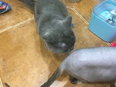 -李小姐の猫咖啡馆(五角场店)