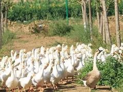 -意大利农场度假村