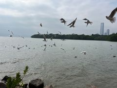 -深圳湾公园(南山区)