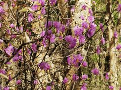 -白草畔自然风景区