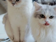 -怪兽屋·羊驼·猫咖·狗咖(俊华广场店)