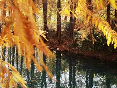 -上海海湾国家森林公园