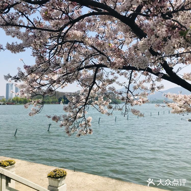 [糖果]玄武湖🌸咖啡节