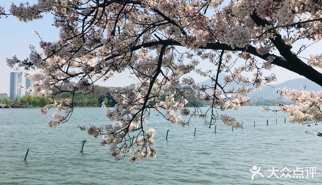[糖果]玄武湖🌸咖啡节