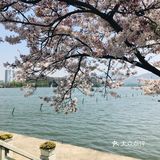 [糖果]玄武湖🌸咖啡节