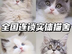 -lincat·猫舍(广州店)