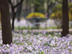 -将府公园
