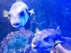 -太平洋海底世界