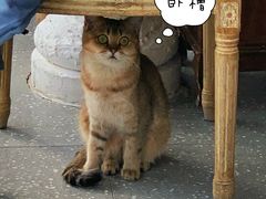 -共舞时光猫咖·狗咖(新街口店)