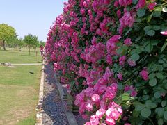-广富林郊野公园