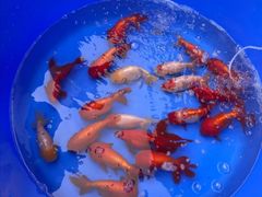 -华声天桥民俗文化园