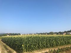 -正宗鸡饭粤香酒家(朱村店)