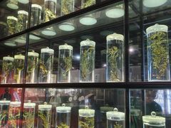 -广东中医药博物馆